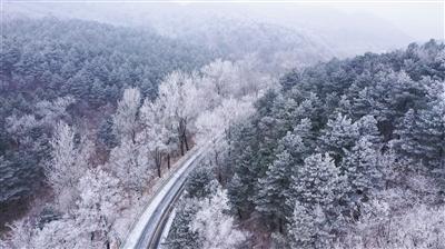 滚动的奶酪选关版